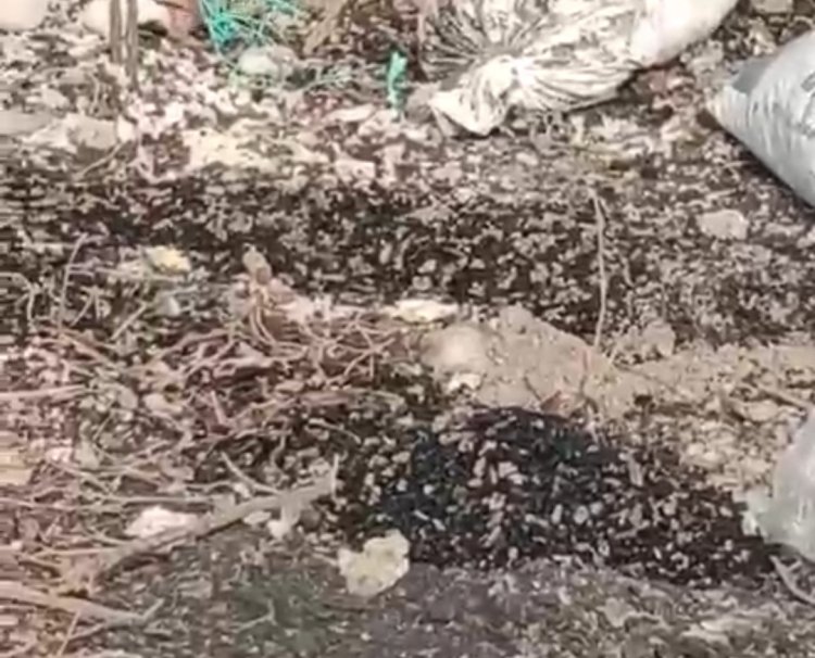 DPC GWI Pandeglang Menyoal Terkait Timbunan Batubara Di Pulau Popole Diduga Hilangkan Barang Bukti