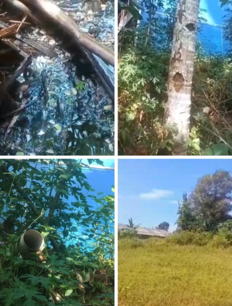 Bau Menyengat Dari Kandang Ayam Di Desa Sukamanah Malingping Dikeluhkan Warga Sekitar