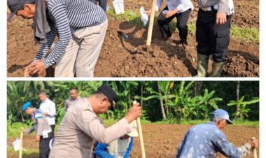 Penanaman Jagung Program Ketahanan Pangan Nasional Digelar di Desa Sindangkarya, Menes
