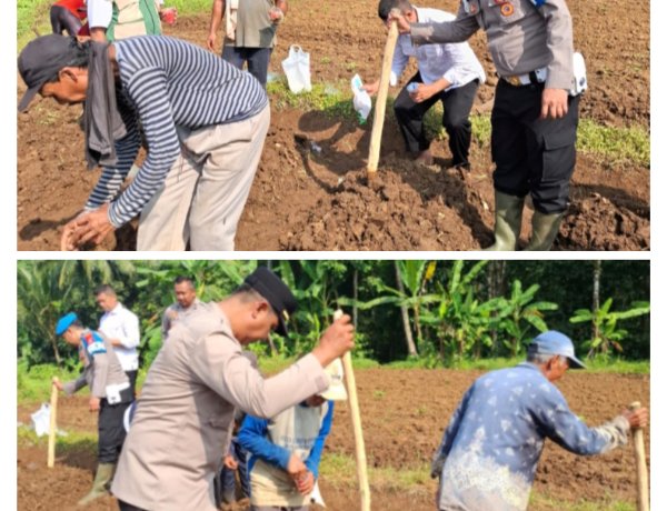 Penanaman Jagung Program Ketahanan Pangan Nasional Digelar di Desa Sindangkarya, Menes