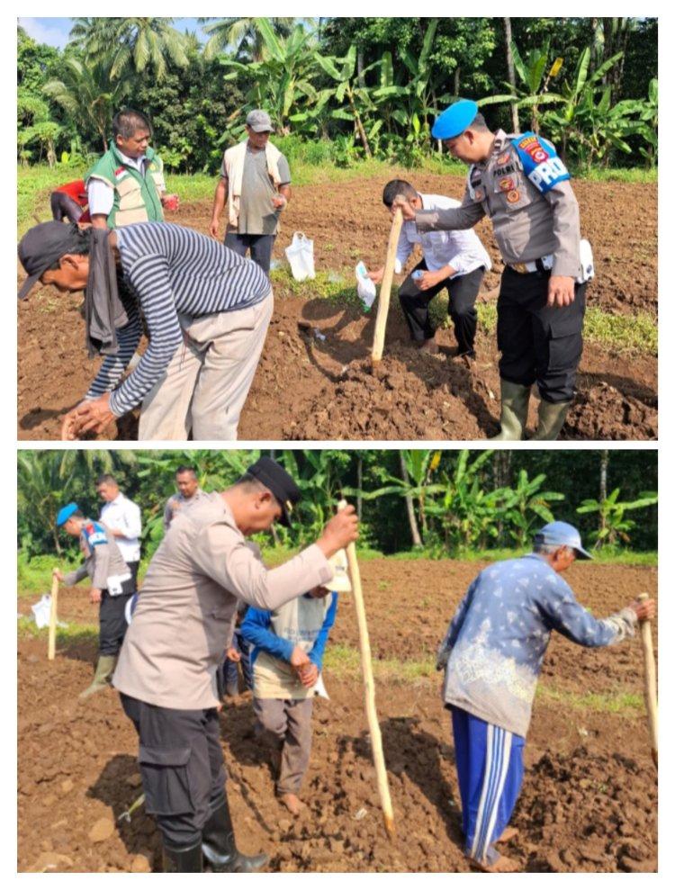 Penanaman Jagung Program Ketahanan Pangan Nasional Digelar di Desa Sindangkarya, Menes